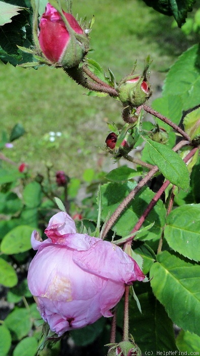 '<i>Rosa centifolia</i> 'Major'' rose photo