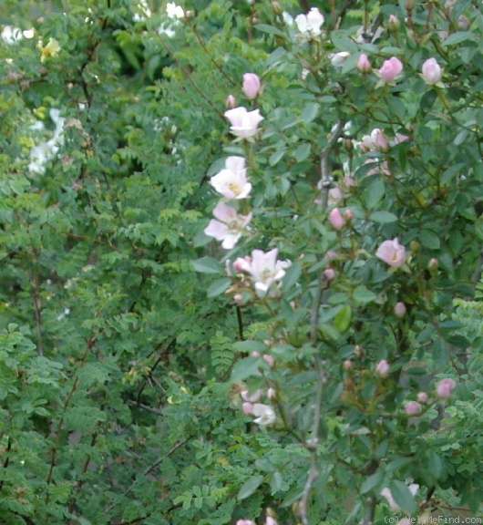 'Nozomi' rose photo