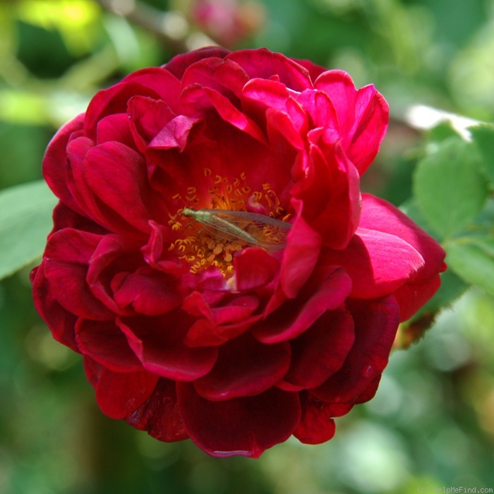 'Capitaine Basroger' rose photo