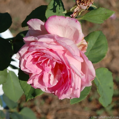 'Bertha Gorst' rose photo