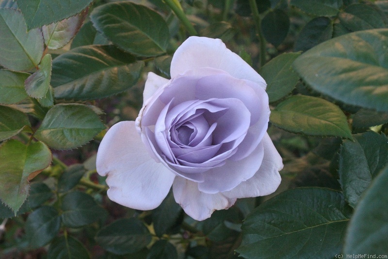 'Blue Bayou' rose photo