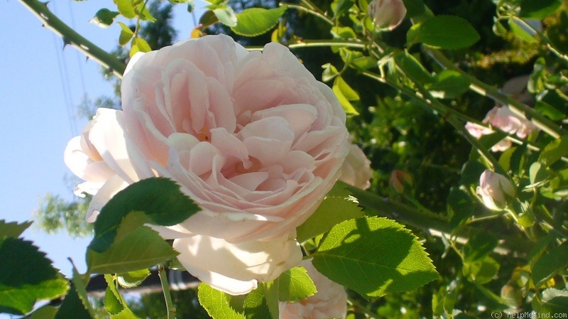'Cymbeline (shrub, Austin, 1982)' rose photo