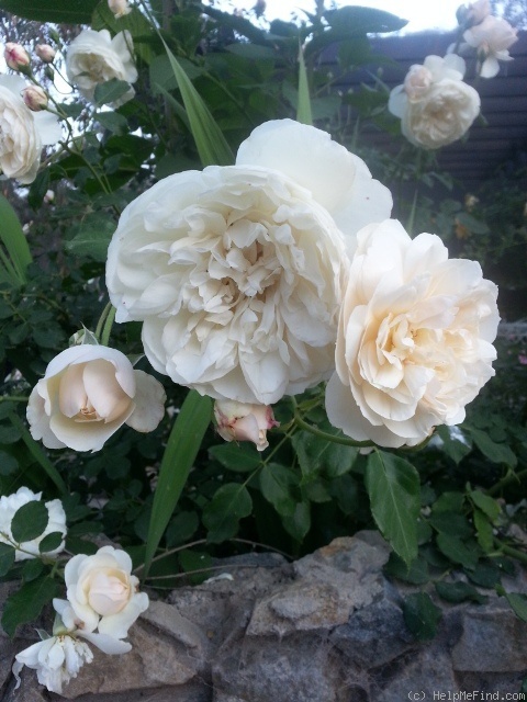 'Lichfield Angel' rose photo