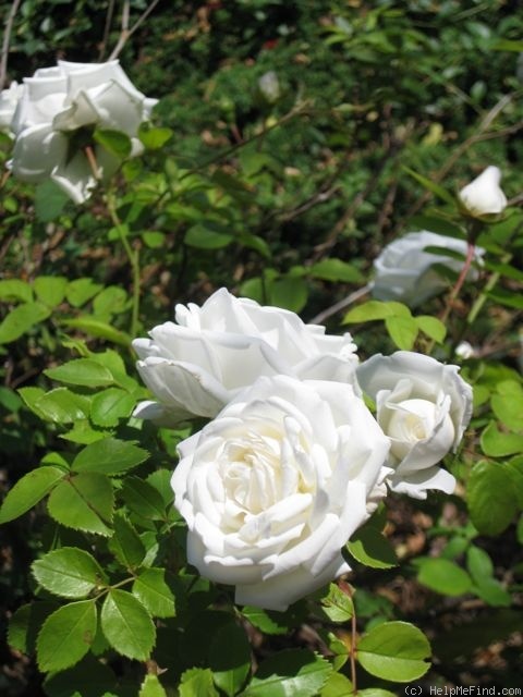 'Mary Lovett' rose photo