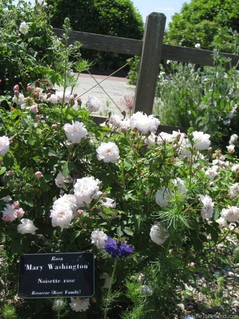 'Mary Washington' rose photo