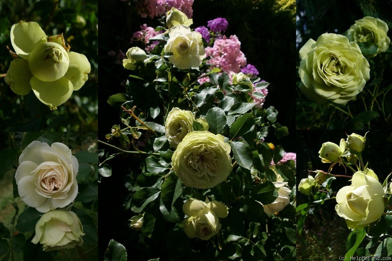 'Lovely Green ®' rose photo