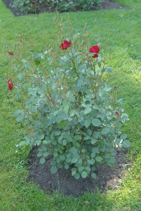 'Lichterloh' rose photo