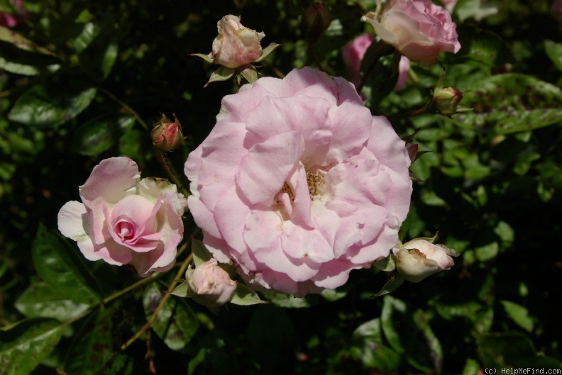 'Tausendschön' rose photo