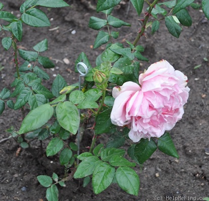 'Joseph Baud' rose photo