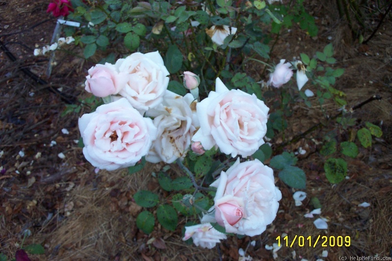 'Shell-Pink Radiance' rose photo