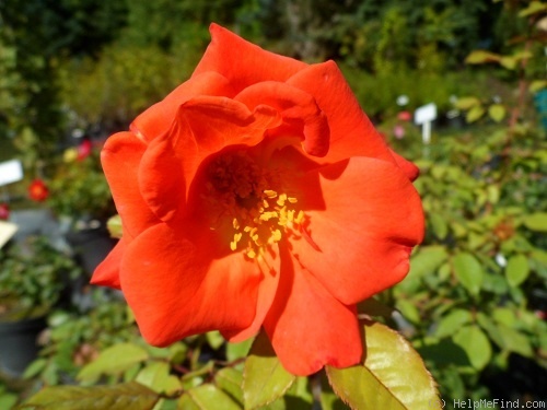 'CHEworangemane' rose photo
