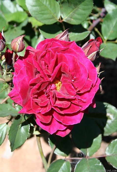 'Arion' rose photo