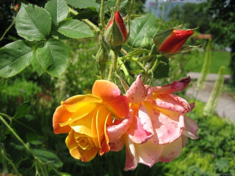 'Joseph's Coat' rose photo