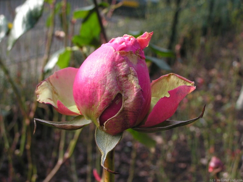 'Prince Jardinier ®' rose photo
