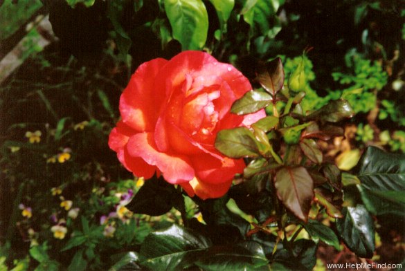 'Voodoo (hybrid tea, Christensen, 1988)' rose photo