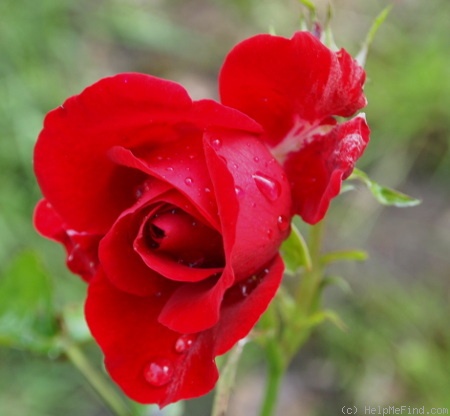 'Letnie Zvezdy' rose photo