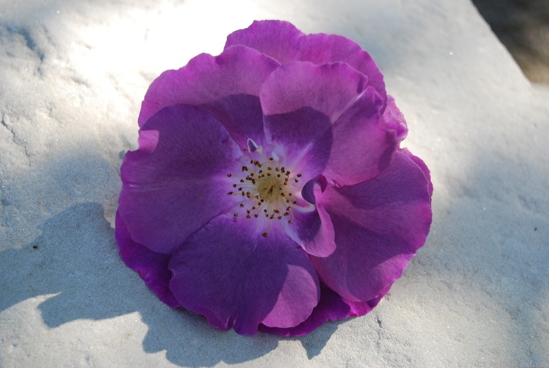 'Rhapsody in Blue ™' rose photo