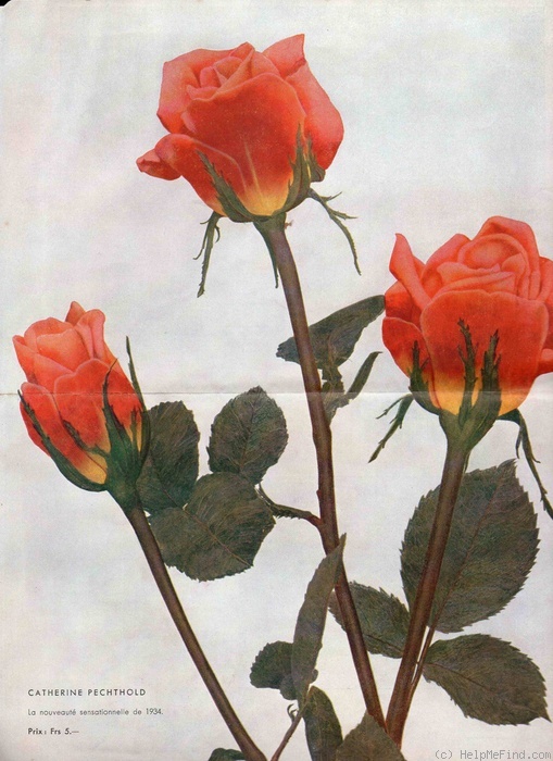 'Katharine Pechtold' rose photo