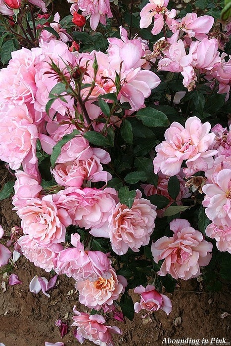 'Abounding in Pink' rose photo