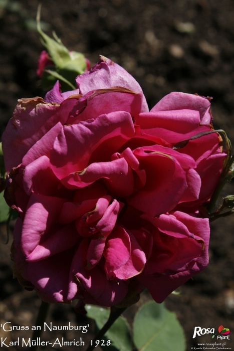 'Gruss an Naumburg' rose photo