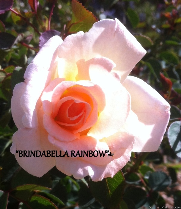 'Brindabella Rainbow' rose photo