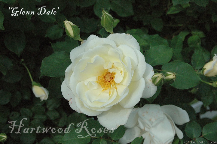 'Glenn Dale' rose photo