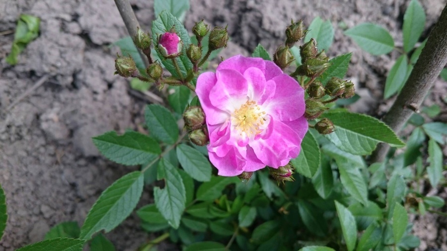 'Donaunymphe' rose photo