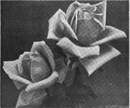 'Joseph Lowe' rose photo