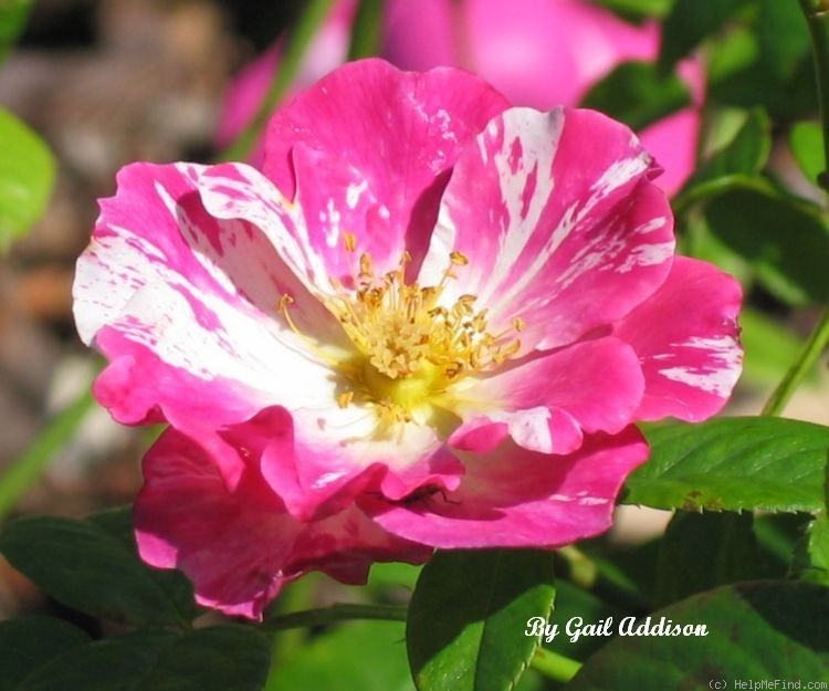 'Sheer Stripes' rose photo