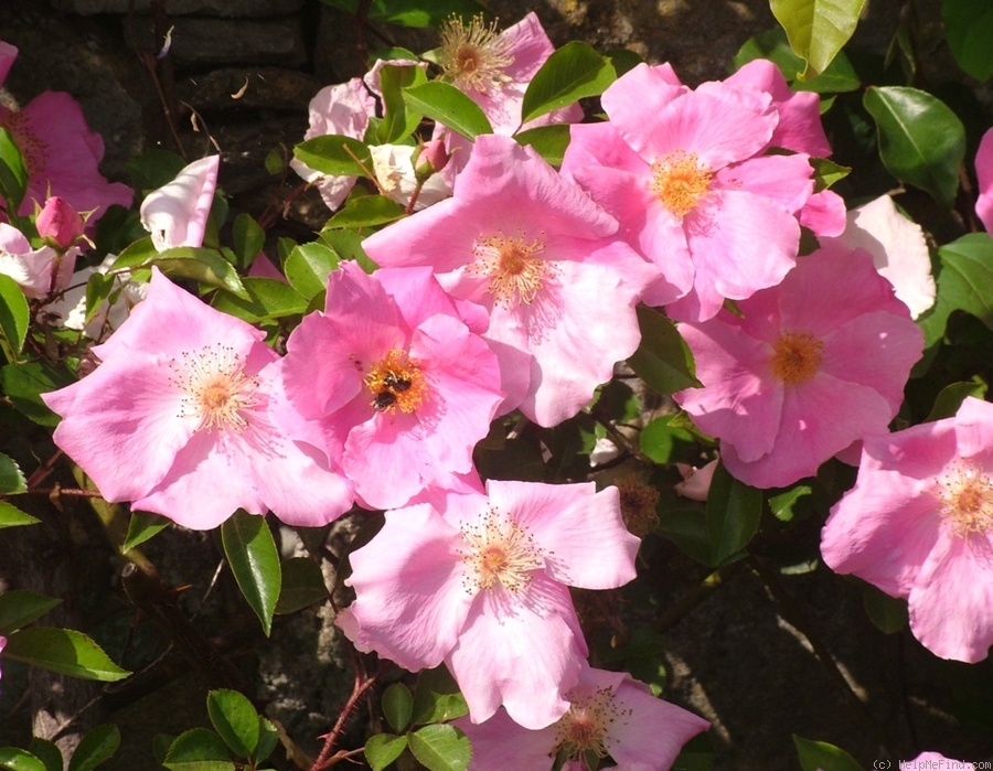 'Anemonenrose' rose photo