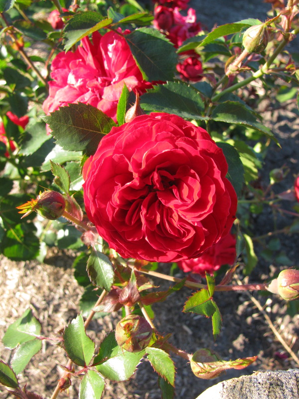 'AAC 576' rose photo