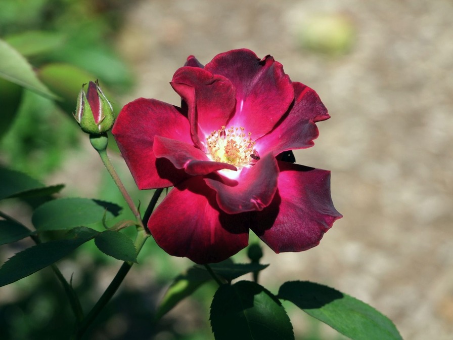 'Sally Miller' rose photo