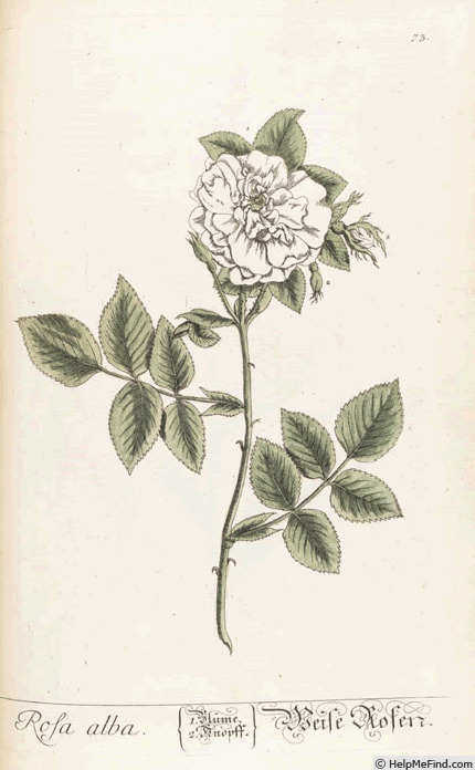 'Common White Rose' rose photo
