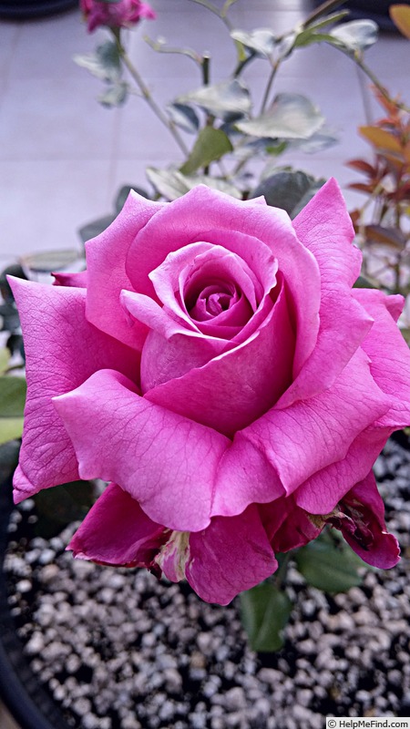 'Blue Perfume' rose photo