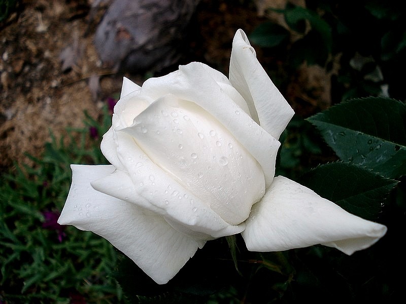'Pierre Arditi ®' rose photo