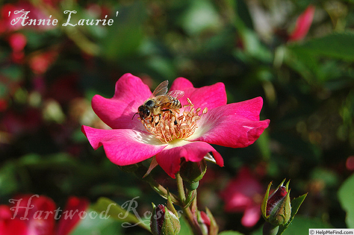 'Annie Laurie ™ (floribunda, Clements, 2001)' rose photo