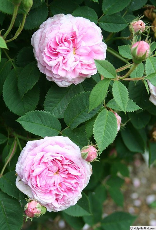 'Naissance De Vénus (alba)' rose photo