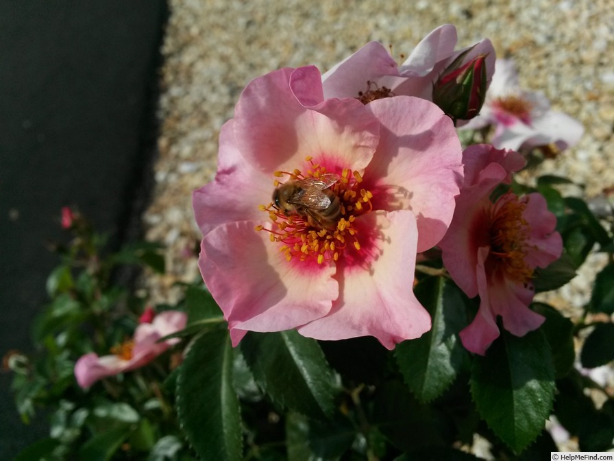 'Raspberry Kiss™' rose photo