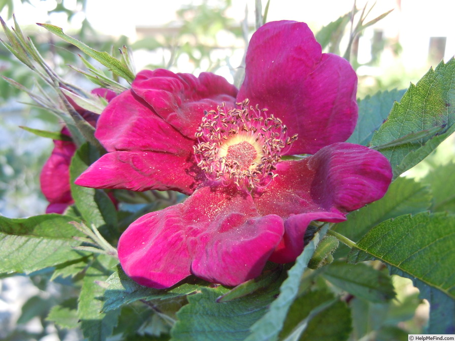 'Basye's Purple Rose' rose photo