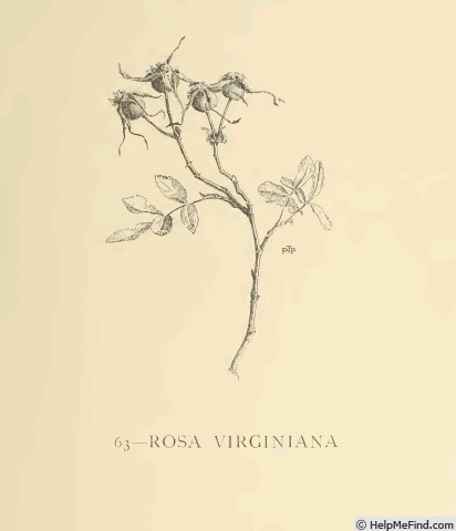 '<i>Rosa virginiana</i> Mill.' rose photo