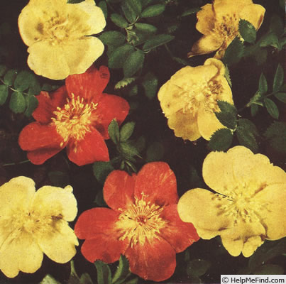 'R. lutea bicolor' rose photo