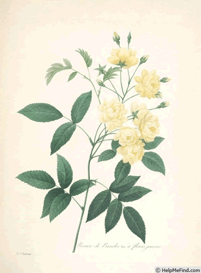 'Rosier de Banks à fleurs jaunes' rose photo