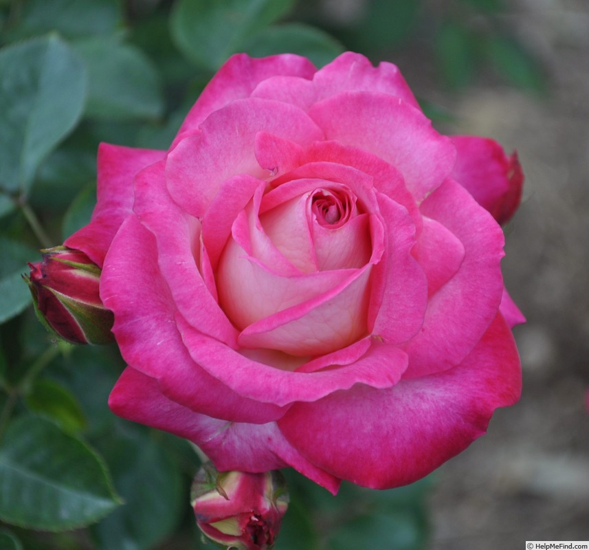 'Allyce' rose photo