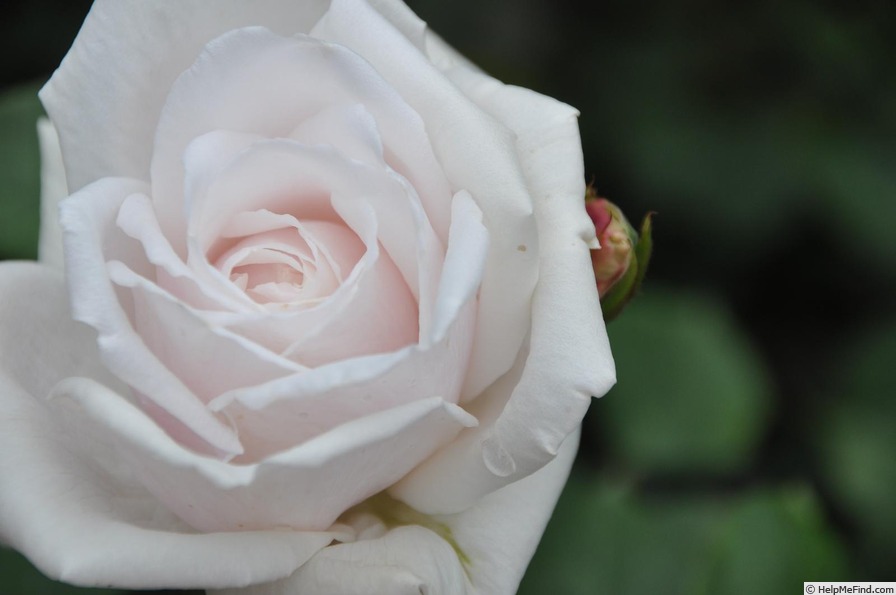 'Marcia Stanhope' rose photo
