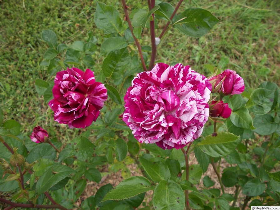 'Burlesque (shrub, Burns 2014)' rose photo