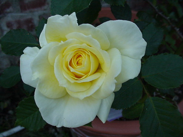 'Aperitif ® (hybrid tea, McGredy 1988)' rose photo