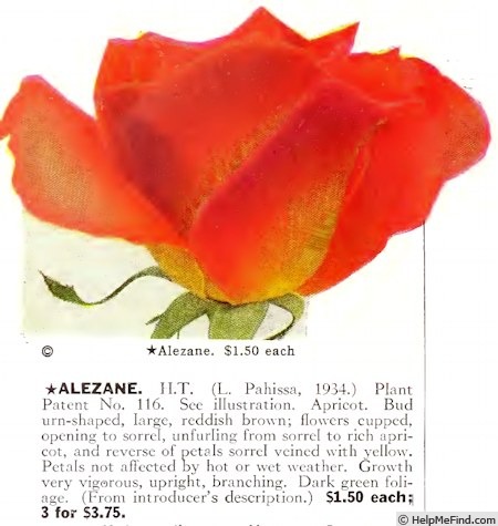 'Alezane (hybrid tea, Pahissa 1934)' rose photo