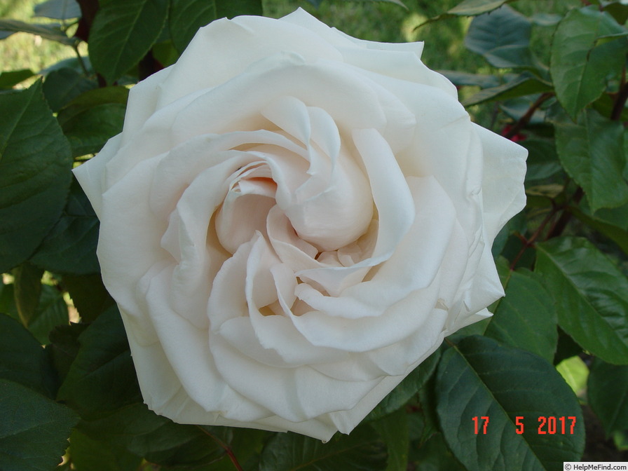 'Pretty Woman ® (hybrid tea, Mouchotte/Meilland, 1996)' rose photo