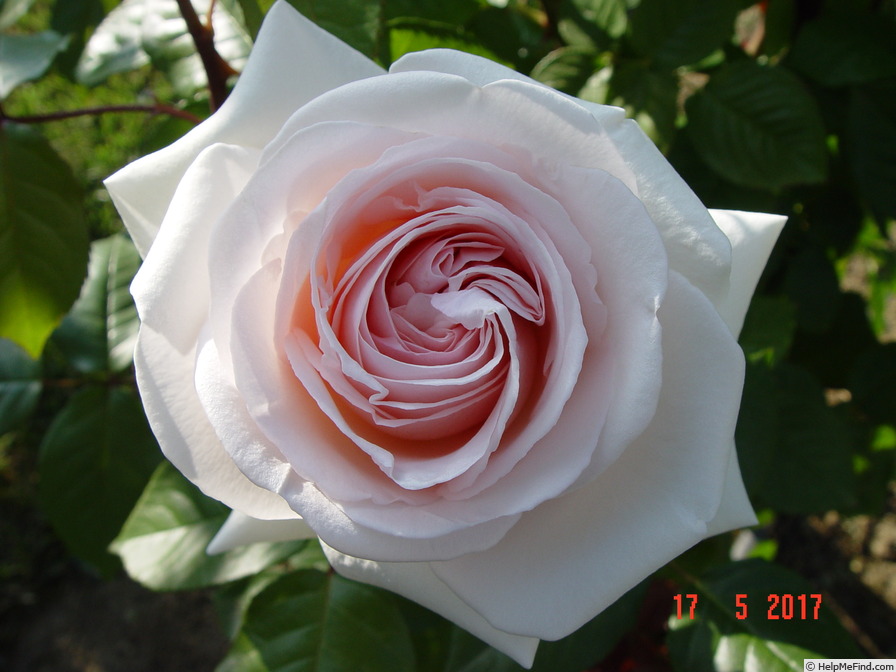 'Pretty Woman ® (hybrid tea, Mouchotte/Meilland, 1996)' rose photo