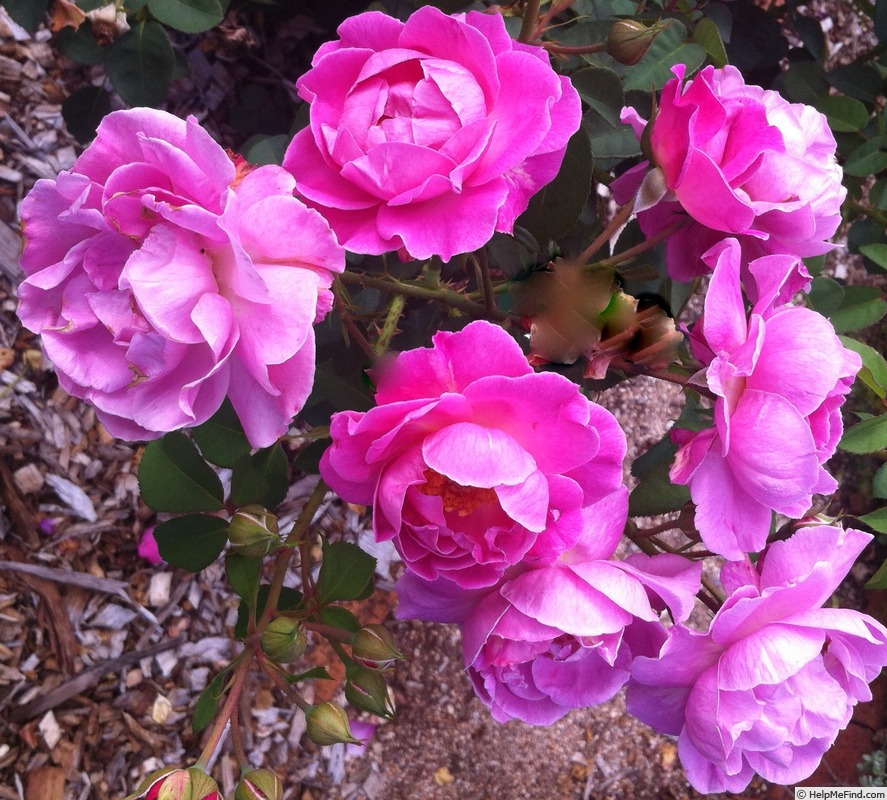 'Brindabella Lady' rose photo